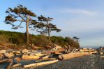 PICTURES/Kalaloch Lodge & Beach Olympic NP/t_P1260711.JPG